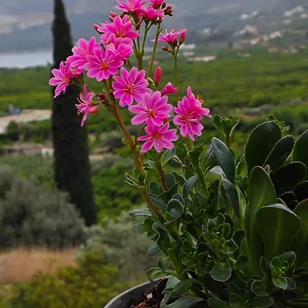 Melissafarm * Epidaurus